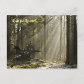 Mystic forest briefkaart (Voorkant)