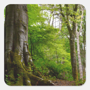 Mystic Forset Vierkante Sticker