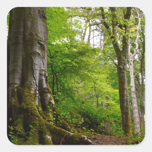 Mystic Forset Vierkante Sticker (Voorkant)