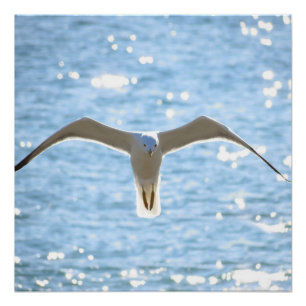 Mystic Seagull Perfect Poster