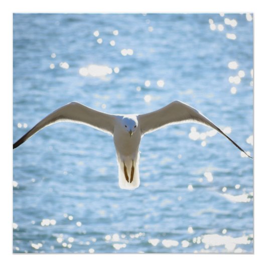 Mystic Seagull Perfect Poster (Voorkant)