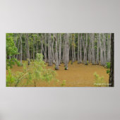 Mystic Swamp Poster (Voorkant)