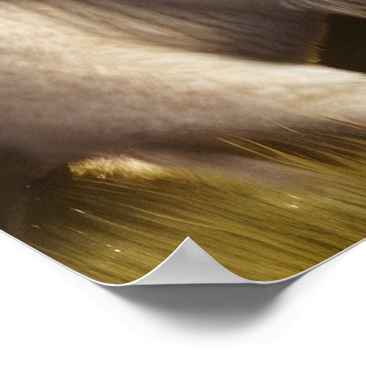 Mystic White Buffalo Digital Art Poster (Hoek)