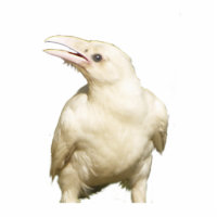 Mystic White Raven Wildlife gebeeldhouwd geschenk 