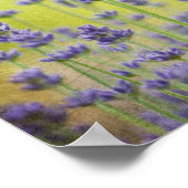 Mystical Lavender Poster (Hoek)