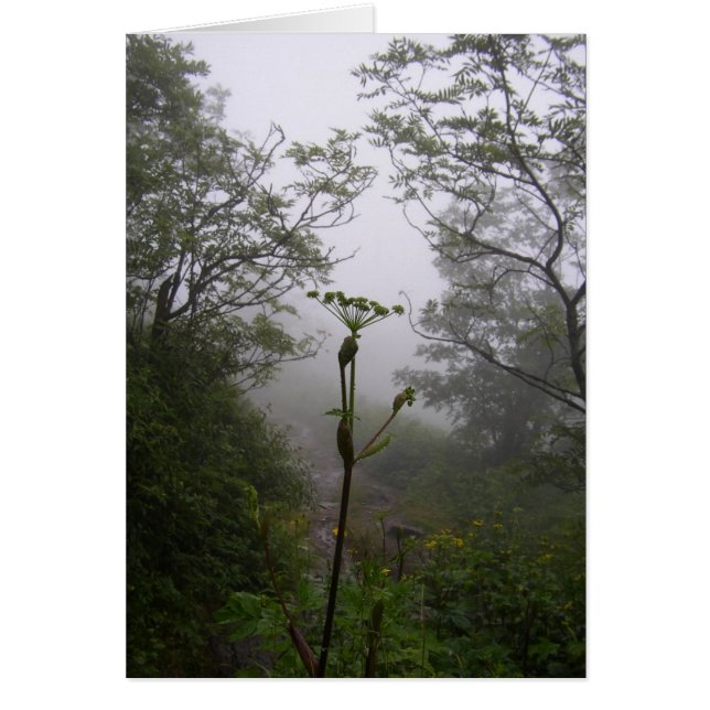 Mystical Morning (Voorkant)