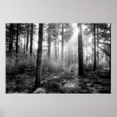 mystiek woud poster (Voorkant)