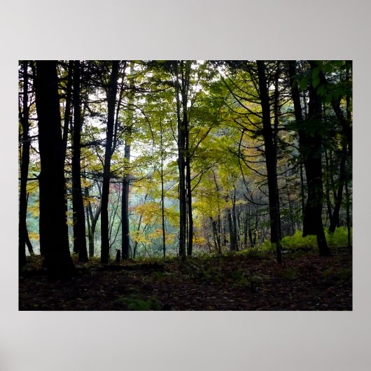 Mystieke Bossen in Quechee Gorge Poster (Voorkant)