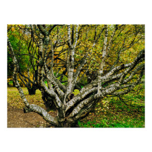 Mystieke Kromme Karelische Berk Perfect Poster
