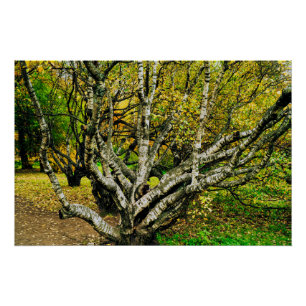 Mystieke Kromme Karelische Berkenboom Perfect Poster