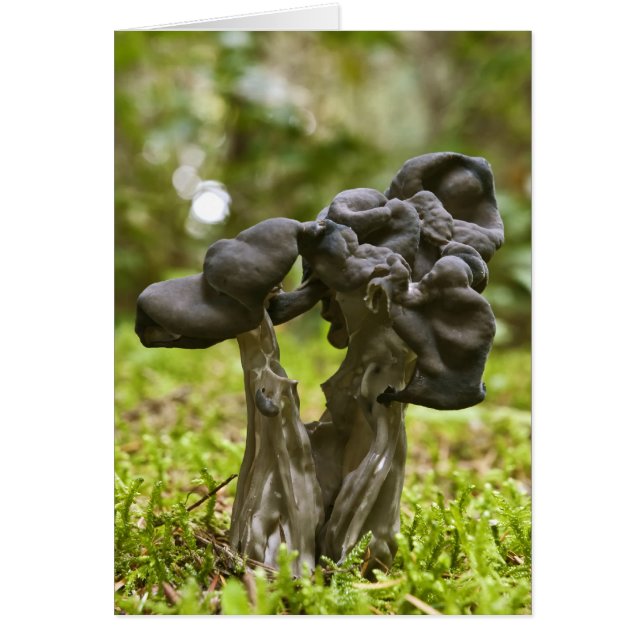 Mystieke paddenstoelen (Voorkant)