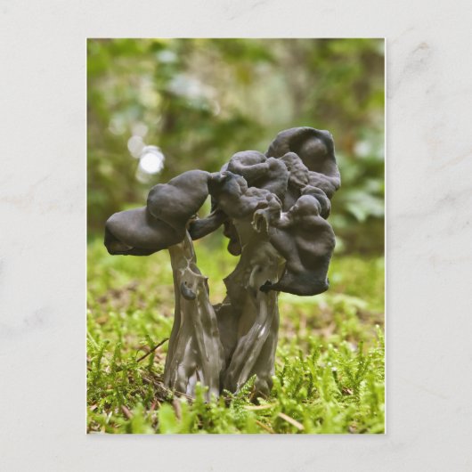 Mystieke paddenstoelen briefkaart (Voorkant)