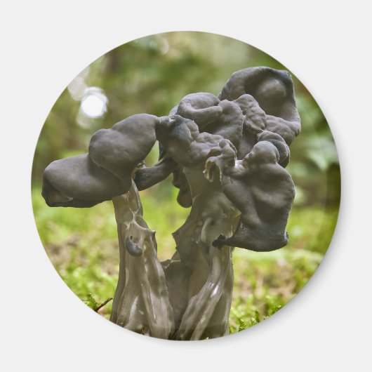 Mystieke paddenstoelen magneet (Voorkant)