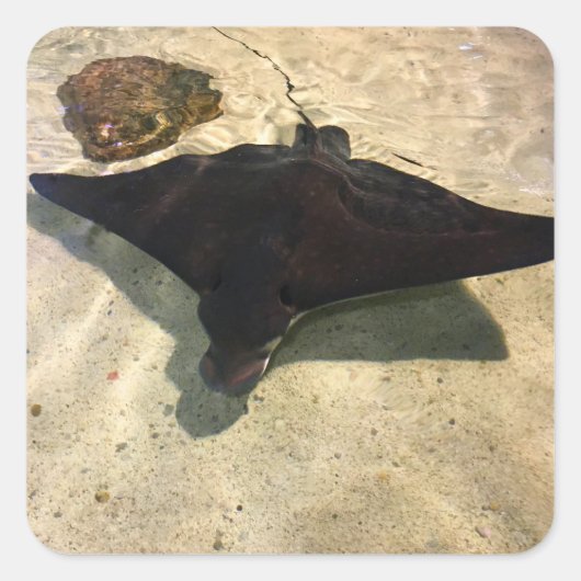 Mystieke Stingray Vierkante Sticker (Voorkant)