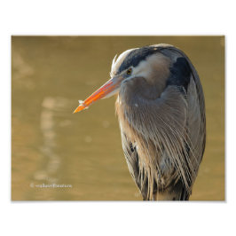 Mystique van de Grote Blauwe Heron Foto Afdruk