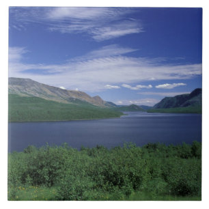 N.A., Canada, Newfoundland, Grose Morne Forel Tegeltje