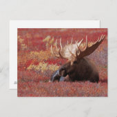 N.A., de V.S., Alaska, Denali Nationaal Park, Briefkaart (Voorkant / Achterkant)