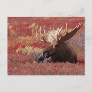 N.A., de V.S., Alaska, Denali Nationaal Park, Briefkaart
