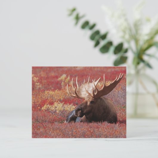 N.A., de V.S., Alaska, Denali Nationaal Park, Briefkaart (Staand voorkant)