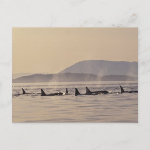 N.A., de V.S., Washington, San Juan Islands Orca Briefkaart