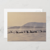 N.A., de V.S., Washington, San Juan Islands Orca Briefkaart (Voorkant / Achterkant)