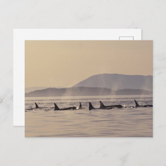 N.A., de V.S., Washington, San Juan Islands Orca Briefkaart (Voorkant / Achterkant)