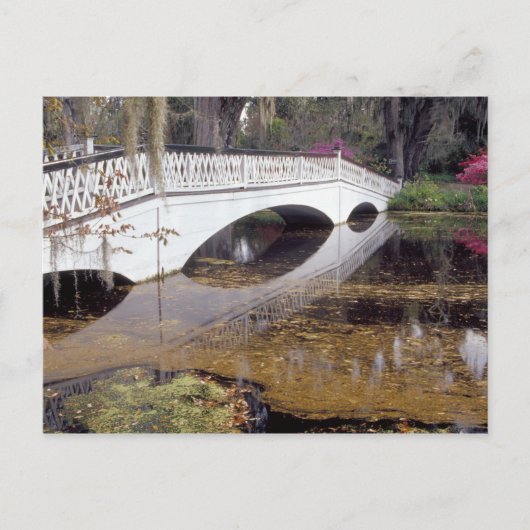 N.A., USA, South Carolina, Charleston. Magnolia Briefkaart (Voorkant)