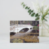 N.A., USA, South Carolina, Charleston. Magnolia Briefkaart (Staand voorkant)