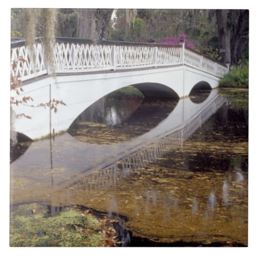 N.A., USA, South Carolina, Charleston.  Magnolia Tegeltje (Voorkant)