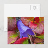 N.A., Verenigde Staten, Alaska. Bluebell in de toe Briefkaart (Voorkant / Achterkant)