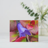 N.A., Verenigde Staten, Alaska. Bluebell in de toe Briefkaart (Staand voorkant)