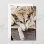 N.A., Verenigde Staten, Alaska. Husky sledehonden Briefkaart (Voorkant / Achterkant)