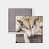 N.A., Verenigde Staten, Alaska. Husky sledehonden Magneet (Voorkant / Achterkant)