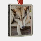 N.A., Verenigde Staten, Alaska. Husky sledehonden Metalen Ornament (Rechts)