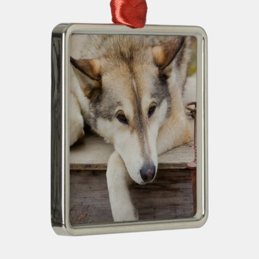 N.A., Verenigde Staten, Alaska. Husky sledehonden Metalen Ornament (Rechts)