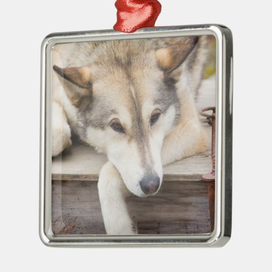 N.A., Verenigde Staten, Alaska. Husky sledehonden Metalen Ornament (Links)