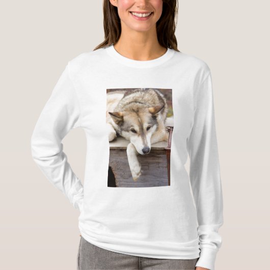 N.A., Verenigde Staten, Alaska. Husky sledehonden T-shirt (Voorkant)