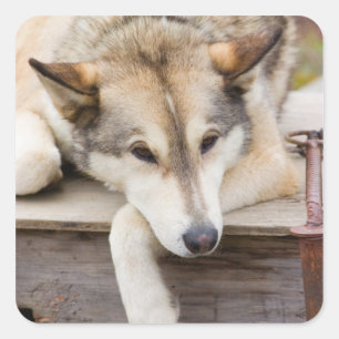 N.A., Verenigde Staten, Alaska. Husky sledehonden Vierkante Sticker