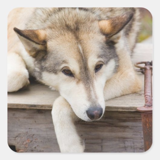 N.A., Verenigde Staten, Alaska. Husky sledehonden Vierkante Sticker (Voorkant)