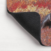 N.A., Verenigde Staten, Alaska, Nationaal Park Den Muismat (Hoek)