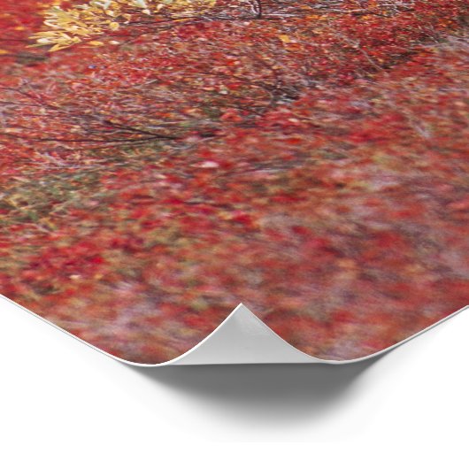 N.A., Verenigde Staten, Alaska, Nationaal Park Den Poster (Hoek)