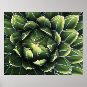 N.A., Verenigde Staten, Arizona, Tucson, Sonora De Poster