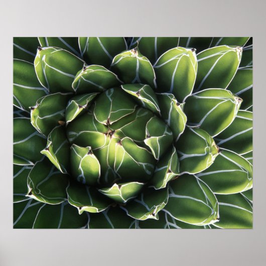 N.A., Verenigde Staten, Arizona, Tucson, Sonora De Poster (Voorkant)