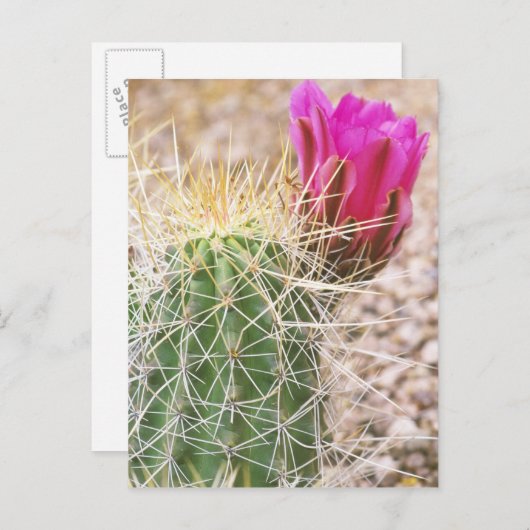 N.A., Verenigde Staten, AZ, Phoenix, woestijnfless Briefkaart (Voorkant / Achterkant)