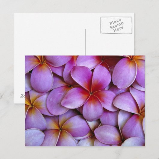 N.A., Verenigde Staten, Maui, Hawaii. Roze Plumeri Briefkaart (Voorkant / Achterkant)