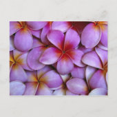 N.A., Verenigde Staten, Maui, Hawaii. Roze Plumeri Briefkaart (Voorkant)