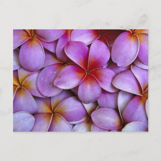 N.A., Verenigde Staten, Maui, Hawaii. Roze Plumeri Briefkaart (Voorkant)