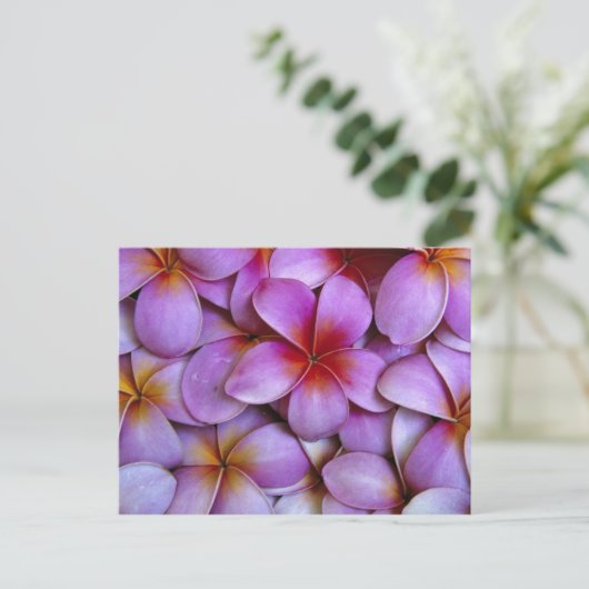N.A., Verenigde Staten, Maui, Hawaii. Roze Plumeri Briefkaart (Staand voorkant)