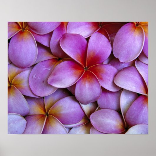 N.A., Verenigde Staten, Maui, Hawaii. Roze Plumeri Poster (Voorkant)