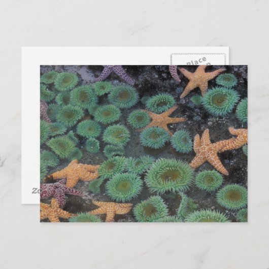 N.A., Verenigde Staten, Washington, Olympic Nation Briefkaart (Voorkant / Achterkant)